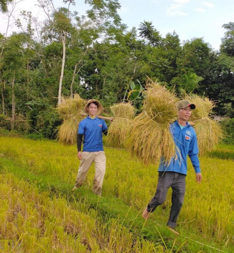 màu áo xanh của tuổi tre, màu vàng của hát lúa chín căng mẩy hòa quyền tạo nêm một năm ấm no