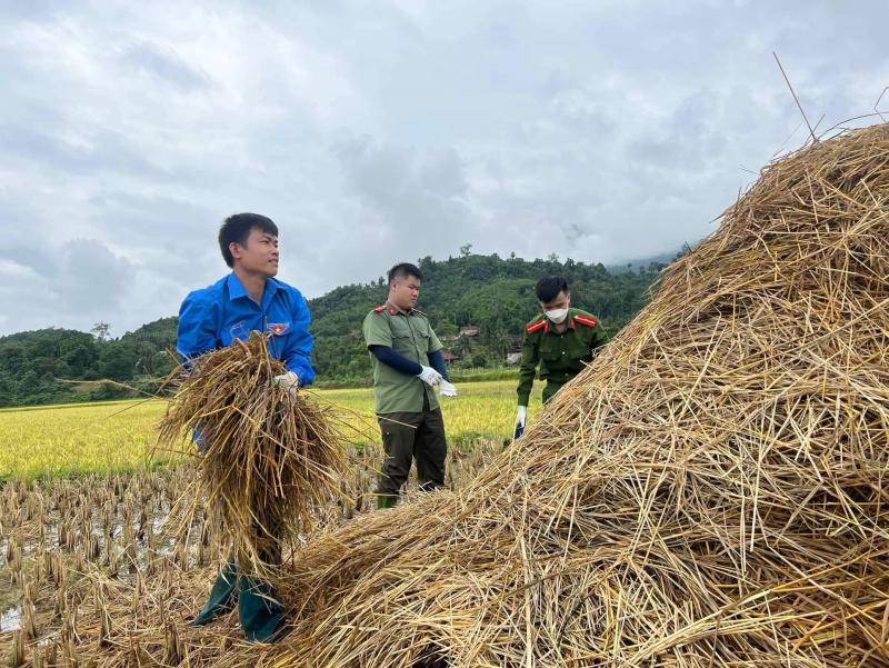 Thanh niên từ các đơn vị trên địa bàn giúp dân gom rơm để phơi khô