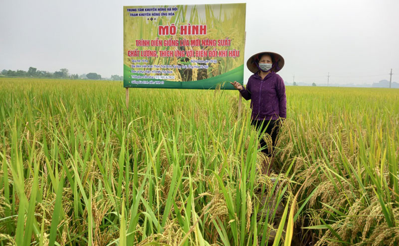 Vụ mùa 2021, huyện Ứng Hòa thắng lợi toàn diện.