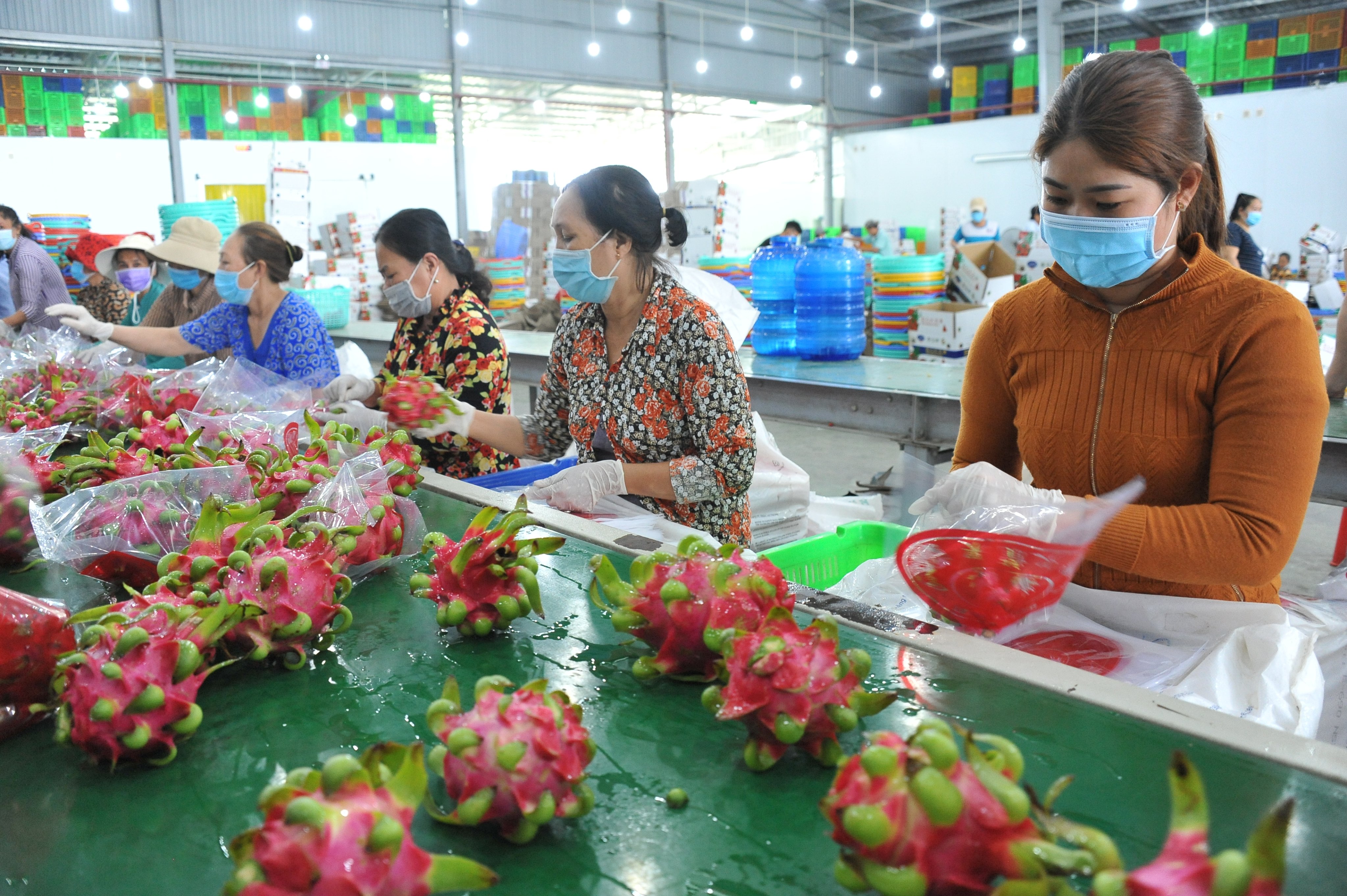 Thanh long được bọc cẩn thận trước khi đưa ra thị trường.