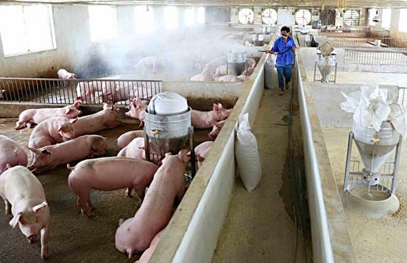 Một trang trại nuôi lợn tại xã Ba Vì (huyện Ba Vì) mang lại hiệu quả kinh tế cao. Ảnh: Vũ Sinh.