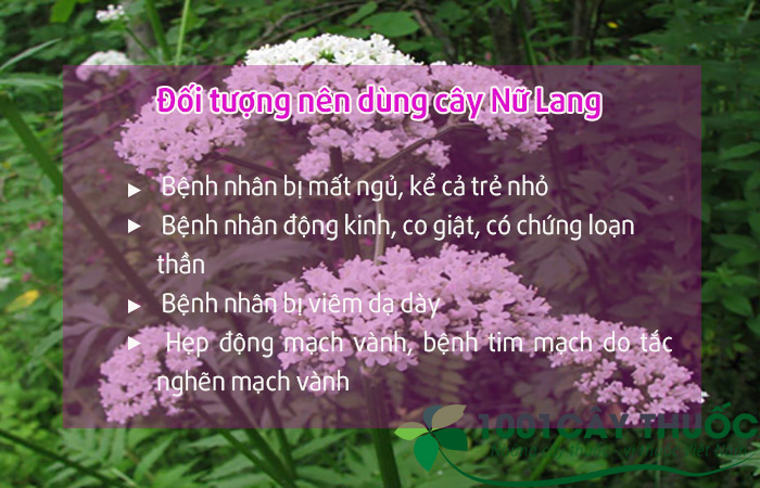 cay-nu-lang1