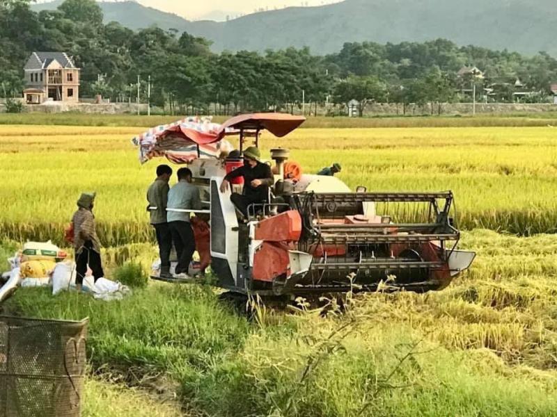 Nông dân xã Sơn Trà bước vào thu hoạch lúa xuân 2022.