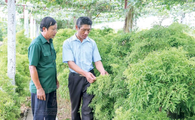 Mô hình trồng cây dược liệu của cựu chiến binh Hà Duy Tầm (người bên phải) xã Đồng Tiến (Quỳnh Phụ,Thái Bình). (Nguồn ảnh: Báo Thái Bình)