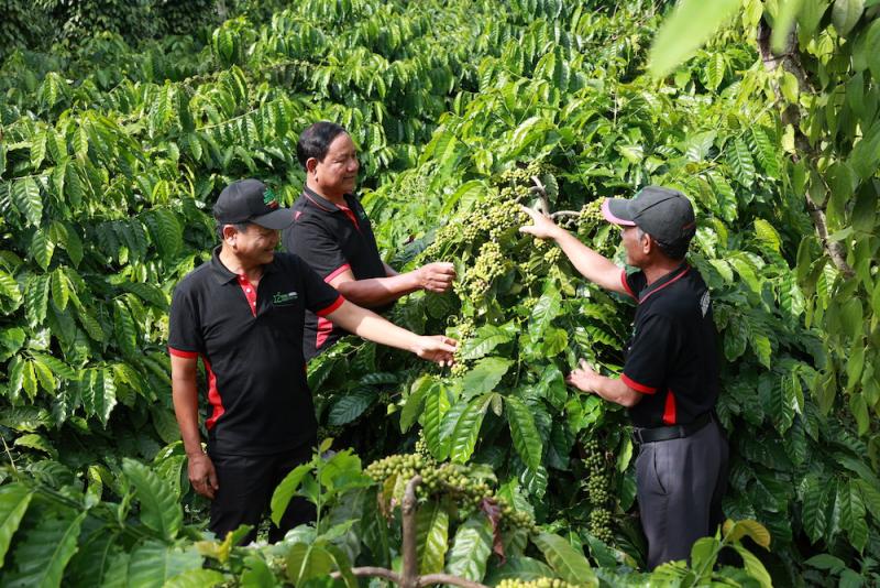 Các hộ nông dân tham gia dự án Nescafé Plan được tập huấn và thực hành phương pháp canh tác bền vững