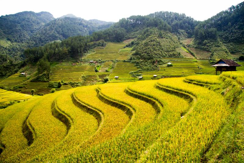 Bức tranh quyến rũ của vùng cao Mù Cang Chải mùa lúa chín. Ảnh: Văn Kiên.
