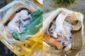 Nghệ An: Phát hiện xe khách chở 630kg thịt chó, mèo và nội tạng hôi thối đi tiêu thụ