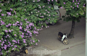Hoa bằng lăng rực rỡ sắc tím khắp phố phường Hà Nội