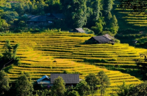 Vẻ đẹp quyến rũ của Sa Pa mùa lúa chín