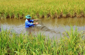 Phát triển nông nghiệp: Dư địa tăng trưởng nằm ở giá trị vô hình