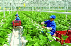 Phê duyệt chiến lược phát triển nông nghiệp và nông thôn bền vững giai đoạn 2021 – 2030, tầm nhìn đến năm 2050