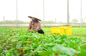 Đổi mới liên kết chuỗi trong nông nghiệp