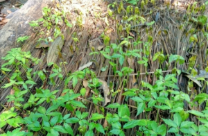Kon Tum hỗ trợ người dân trồng sâm Ngọc Linh bị thiệt hại