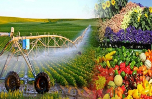 Xây dựng Nghị định về chính sách nhằm tạo khung khổ pháp lý đầy đủ, khuyến khích phát triển kinh tế trang trại nông nghiệp
