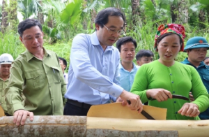 Lào Cai chú trọng nâng diện tích quế hữu cơ, đảm bảo '4 bền vững'