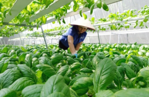 Bức tranh nông nghiệp toàn cảnh quý III: sản xuất nông, lâm nghiệp và thủy vẫn duy trì tăng trưởng ổn định 