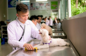 Sửa đổi thủ tục cấp, gia hạn giấy chứng nhận thực hành tốt sản xuất thuốc thú y