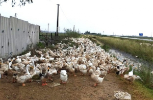Người nông dân ‘sống tốt’ với nghề chăn vịt chạy đồng