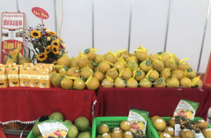 Hòa Bình: lô bưởi đỏ Tân Lạc đầu tiên được xuất khẩu sang thị trường Anh quốc