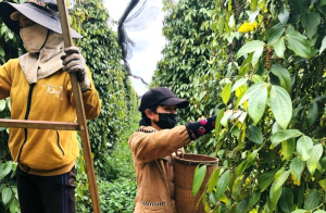 Bộ trưởng Lê Minh Hoan tặng bằng khen HTX Nông nghiệp và Dịch vụ Nam Yang