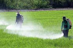 Quy định mới của EU về ngưỡng dư lượng chất trừ sâu trên thực phẩm