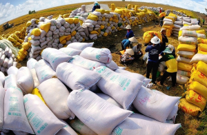 Doanh nghiệp Việt nên tìm cách gia tăng sản lượng, chủng loại gạo để tận dụng tối đa lợi thế từ Hiệp định EVFTA