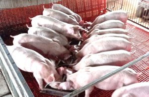 Thấy gì từ các trang trại chăn nuôi qui mô lớn tại Gia Lai ?