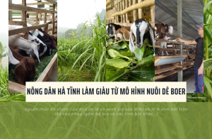 Nông dân Hà Tĩnh làm giàu từ mô hình nuôi dê Boer