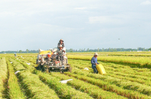An Giang triển khai thúc đẩy sản xuất nông sản, chương trình mục tiêu quốc gia