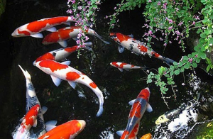Cách người Nhật Bản biến con cá chép màu thành báu vật xuất khẩu hàng chục triệu USD mỗi năm