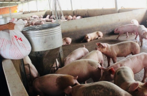Giá heo hơi hôm nay 25/5: Giá heo tăng lập đỉnh người nuôi phấn chấn đón lợi kép