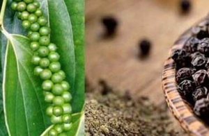 Giá tiêu hôm nay 31/5: Tiếp tục tăng giá tại Đông Nam bộ