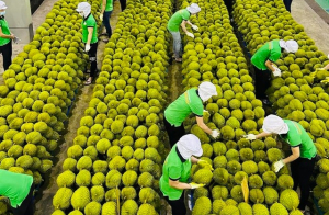 Kết nối doanh nghiệp nông lâm thủy sản Việt Nam – Trung Quốc