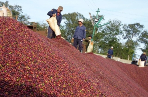 Tiềm năng xuất khẩu nông sản Việt vào thị trường Ấn Độ