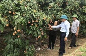 Vải sớm Thanh Hà mất mùa, được giá