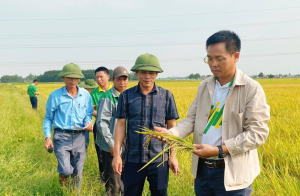 Tổng kết Mô hình cánh đồng mẫu lớn sản xuất lúa chất lượng cao sử dụng phân bón NPK Phú Mỹ trong vụ Xuân năm 2023