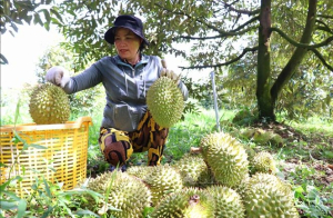 Sầu riêng ở Cần Thơ được mùa, được giá