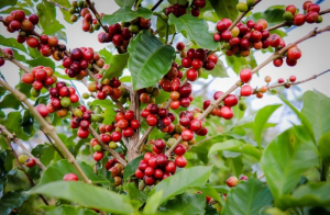 Giá cà phê hôm nay, ngày 31/7: Dao động từ 65.600 – 66.300 đồng/kg