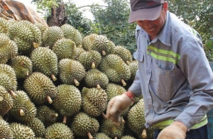 Sầu riêng giá cao, thương lại cọc tiền tỷ vẫn khó chốt khi nhà vườn còn chờ giá tăng
