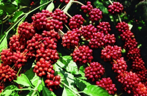 Giá cà phê hôm nay 21/7: Tăng 1.300 đồng/kg