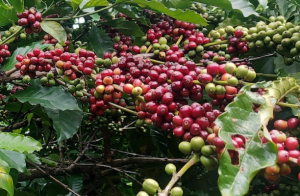 Giá cà phê hôm nay ngày 7/7: Giảm 200 đồng/kg