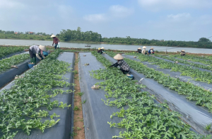 Tích tụ ruộng đất:  Bài toán cũ giá trị mới tại huyện Hưng Hà