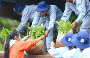 Phát tặng miễn phí 25.000 cây giống cà phê Arabica THA1