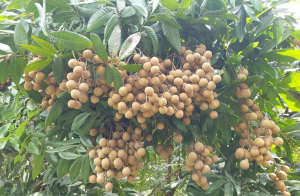Tìm đầu ra cho đặc sản nhãn Sơn Thuỷ Hoà Bình