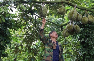 Thực hư thông tin giá sầu riêng bắt đầu sụt giảm, nông dân có nên giữ vườn chờ tăng thêm?