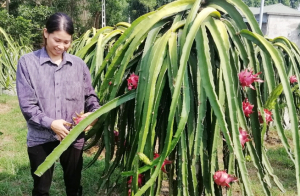 Vĩnh Phúc tạo “bệ phóng” phát triển sản phẩm OCOP tại các huyện miền núi