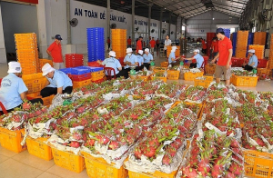 Trung Quốc chi 2,26 tỷ USD mua rau quả của Việt Nam