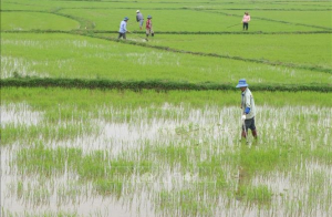 Khuyến cáo nông dân xuống giống sớm để né mặn 
