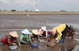 Khuyến cáo nông dân bảo vệ nghêu nuôi trước thời tiết bất lợi