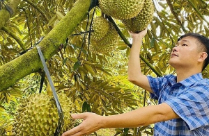 Chưa hết vụ, sầu riêng xuất khẩu đã vượt 1,3 tỷ USD xuất hiện thêm những thị trường mới ngoài Trung Quốc